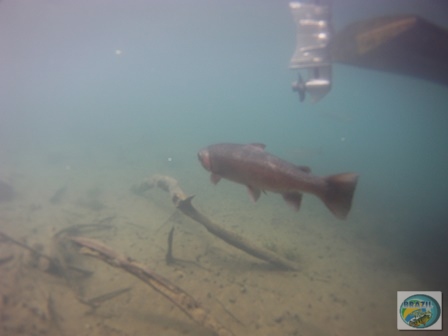 Fotos da pesca esportiva em Chaiten no Chile